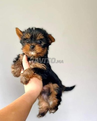 Yorkshire puppies 
