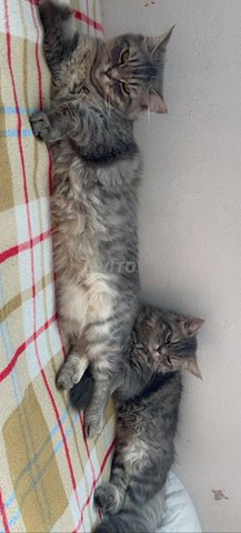 Deux chats persans