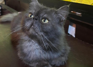 persan exotique male 