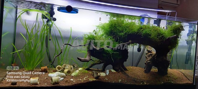 Aquarium à Vendre