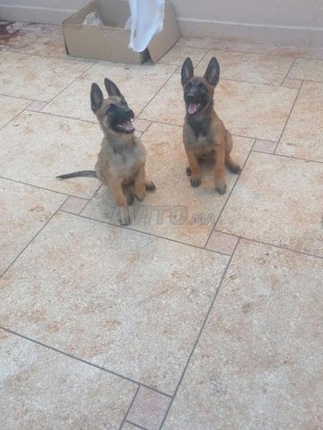 2 chiens malinois 
