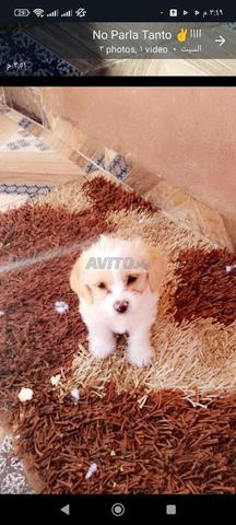 عندي كليبات نقين صغار عمرهم شهرين من نوع كنيش 