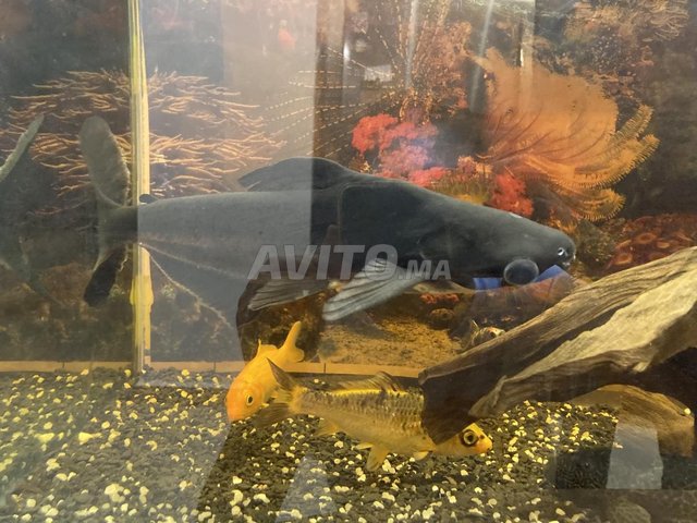 Aquarium professionnel monobloc 