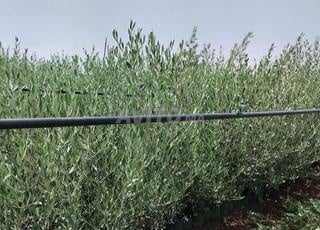 Pépinières d'oliviers Meknès