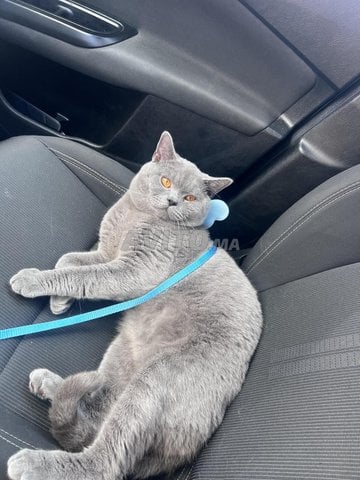Vente chat 