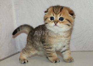 Scottish Fold