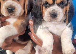 chiots beagle 