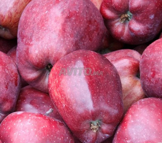 pommes en gros dans l'arbre