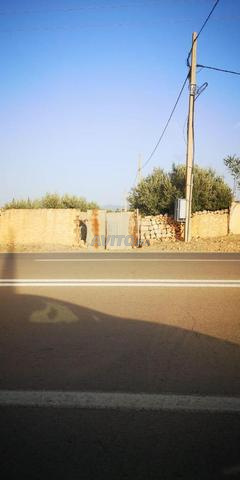 مزرعة 4 هكتار تحتوي على بئر وأشجار الزيتون 