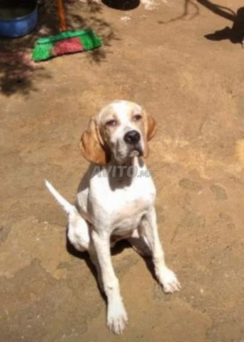 pointer de chasse