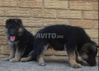 الراعي الألماني