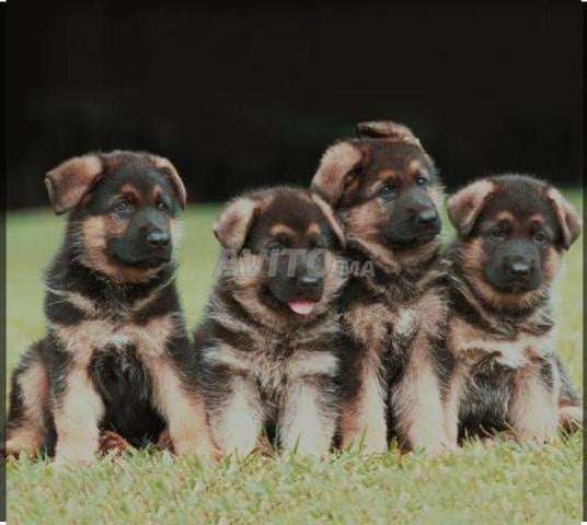 berger allemand