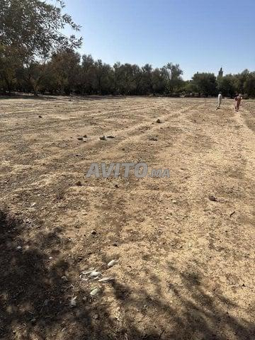 Je vends un terrain situé à Ouled Ayad Béni Mellal