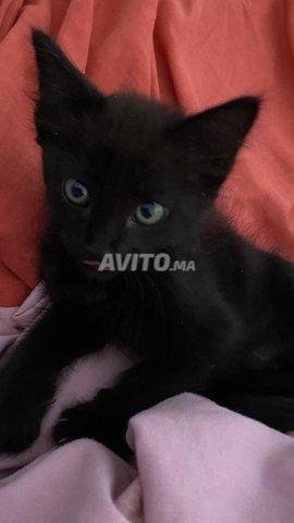 CHAT NOIR 2 Mois