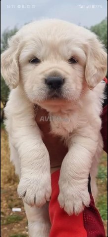 superbe golden retriever