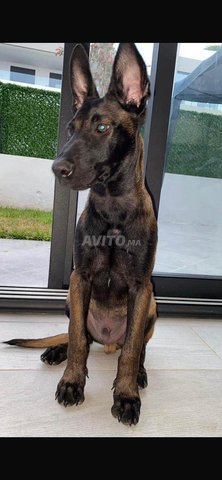 Berger Belge Malinois 3 mois et 10 jours
