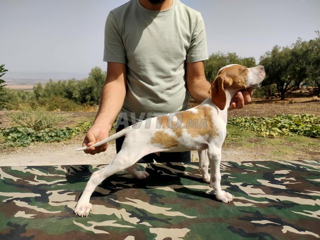 chiot de chasse pointer anglais