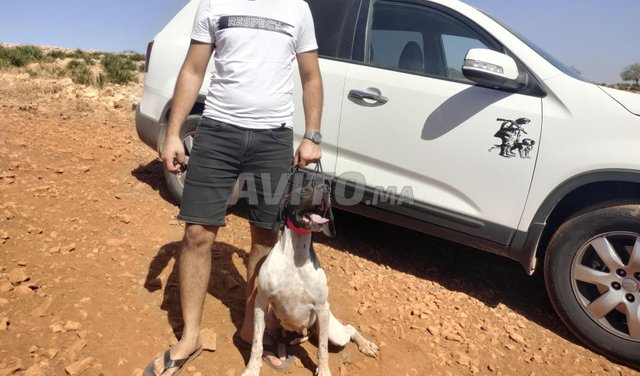 chien de chasse pointer anglais