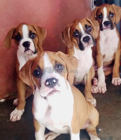 Chiots boxers portée exceptionnels 