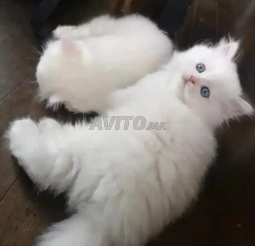 ongora turc poilong bébé 