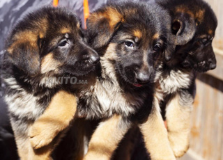 chiots berger allemand pedigree