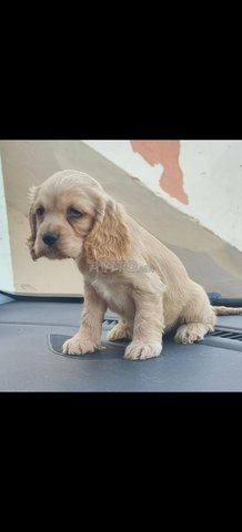 cocker anglais bon caractere