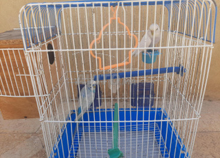 couple d'oiseaux perruche 