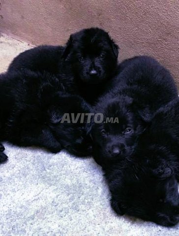 berger almond noir bébé 