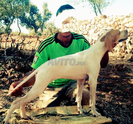 femelle pointer anglais
