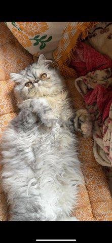 Chats Persan 