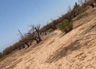 Vend km 15 terrain 3 hectares 5000