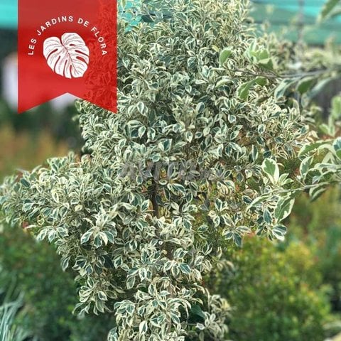 Plante Ficus benjamina