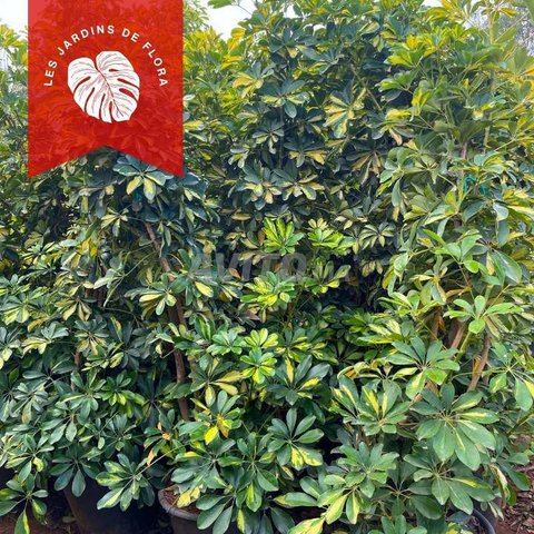 Plante Schefflera