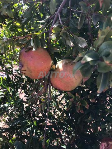 مزرعة للبيع - 2