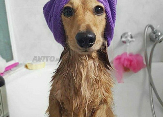 toilettage chat et chiens 