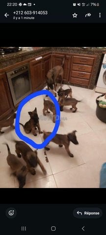 Malinois  de 3 mois 