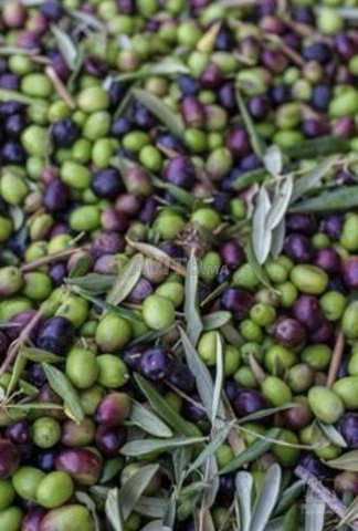 Huile d’olive — زيت الزيتون