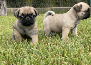 Chiot carlin disponible