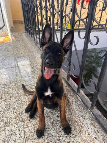 Malinois 3 mois 1er vaccin 