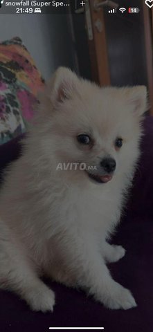 chien pomeranien 