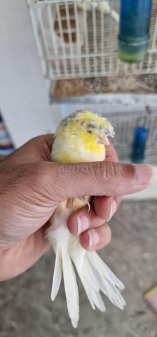 canary Gloster jaune