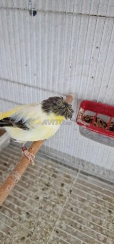 canary Gloster multi couleur