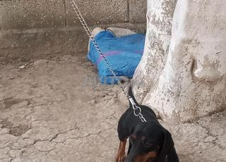 كلب مهدب يحتوي علا أوراق انجليزية