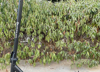 سكوتر كهربائي