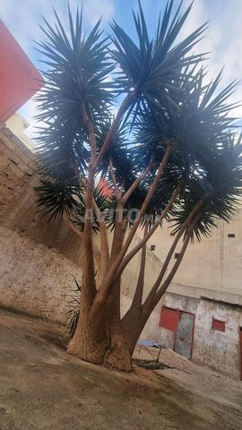 Arbre Yucca Elephantipes Geant