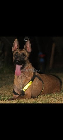 chien malinois 