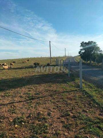 هكتار مسيج على شارع 3كم من علال البحراوي