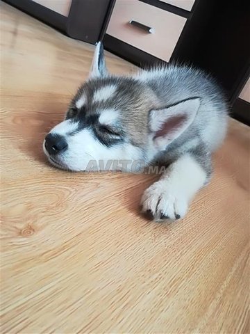 Bébé husky huskies