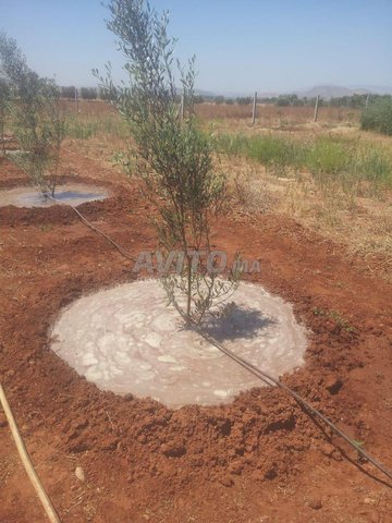 terre à vendre avec goûte à goûter