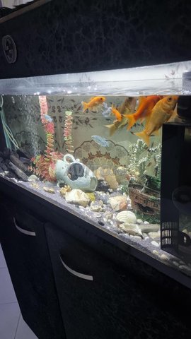 Aquarium grand taille أكواريوم 